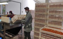 فيروس كورونا.. الفاعلون في القطاع الفلاحي يحافظون على نشاط الانتاج في احترام صارم للتدابير الصحية